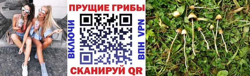 купить наркоту  блэк спрут ССЫЛКА  Псилоцибиновые грибы GOLDEN TEACHER  Феодосия 